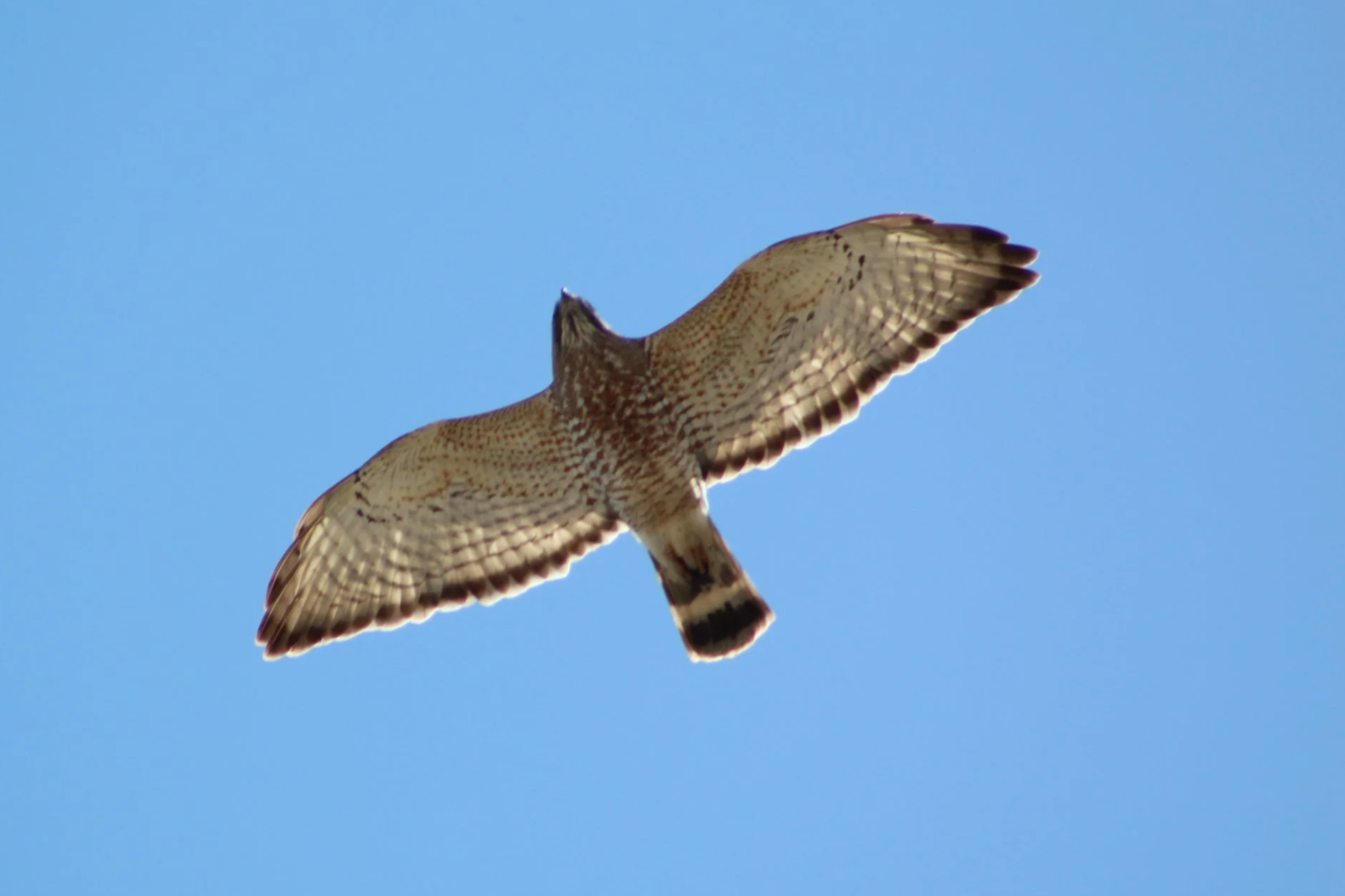 Nature Exploration Story Time (NEST) - Racing Raptors