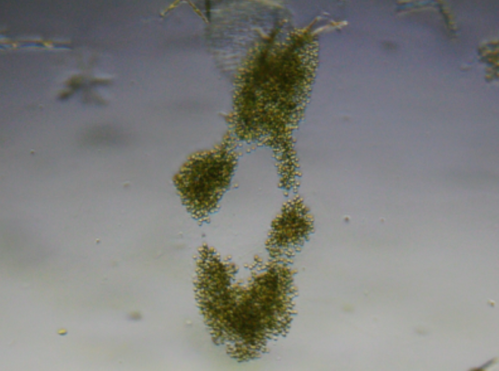 microcystis.png