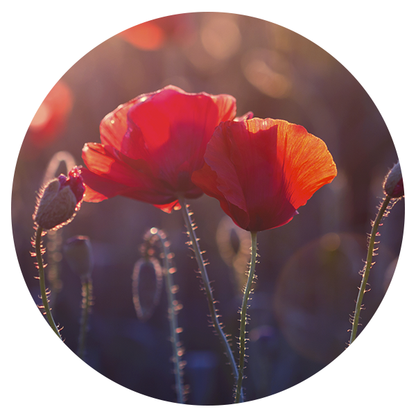 poppy_01a.png