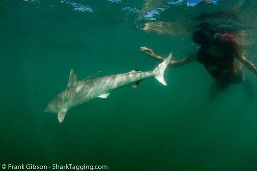 Sharpnose release.jpg