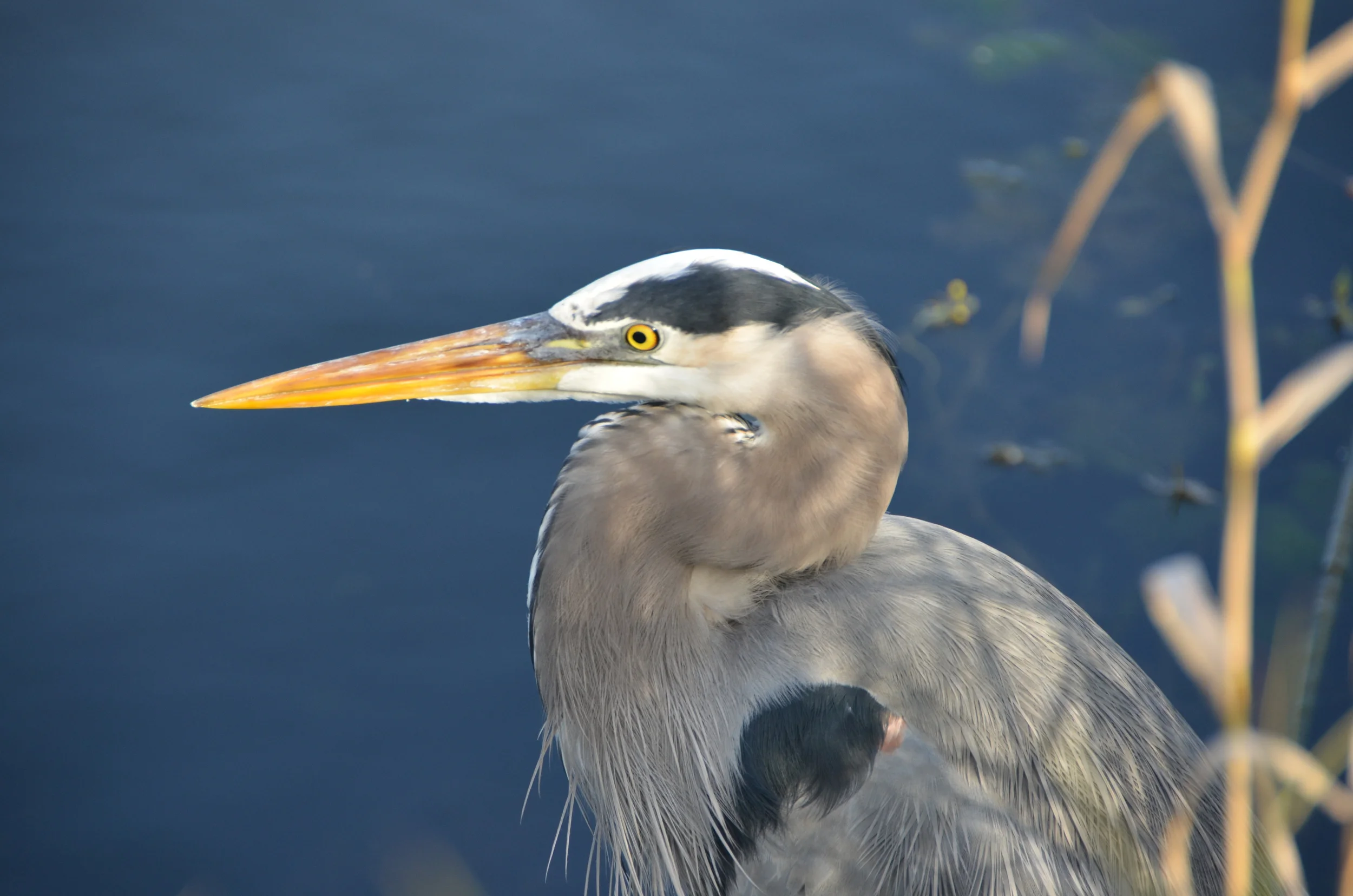 DSC_0384.JPG