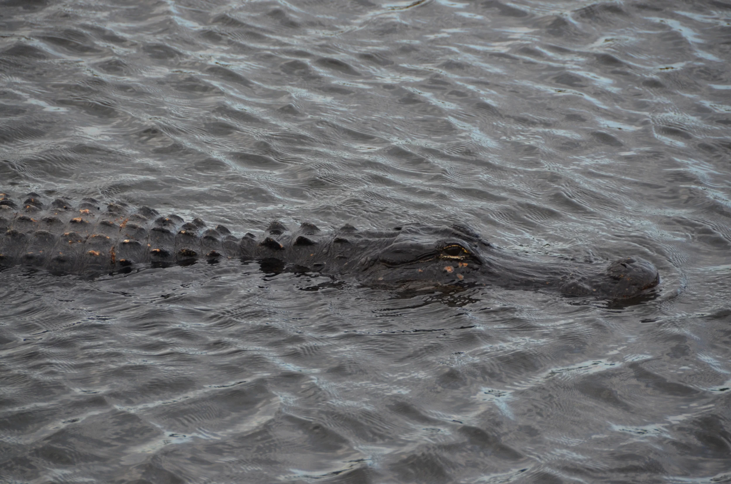 DSC_0423.JPG