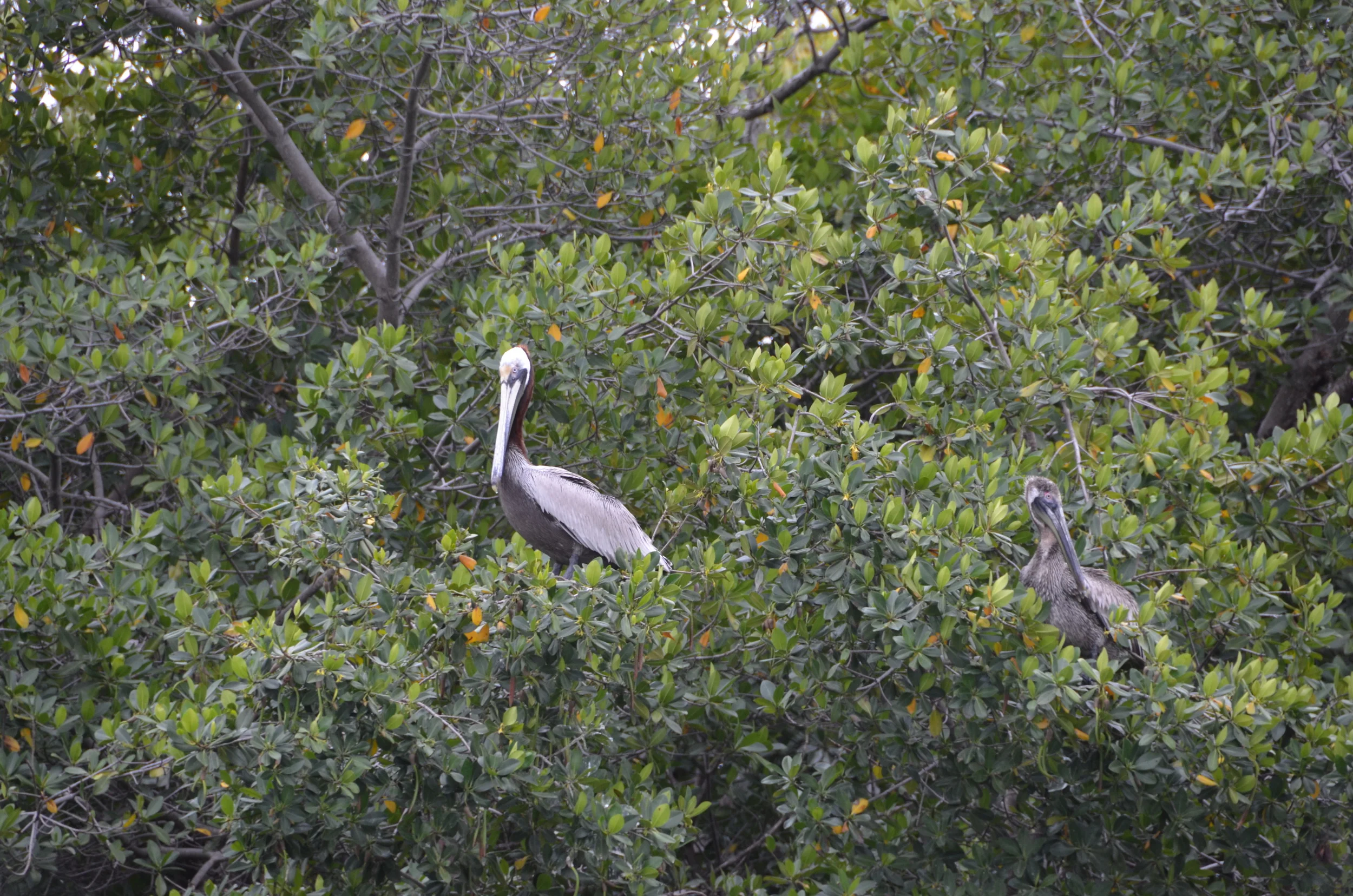 DSC_0301.JPG