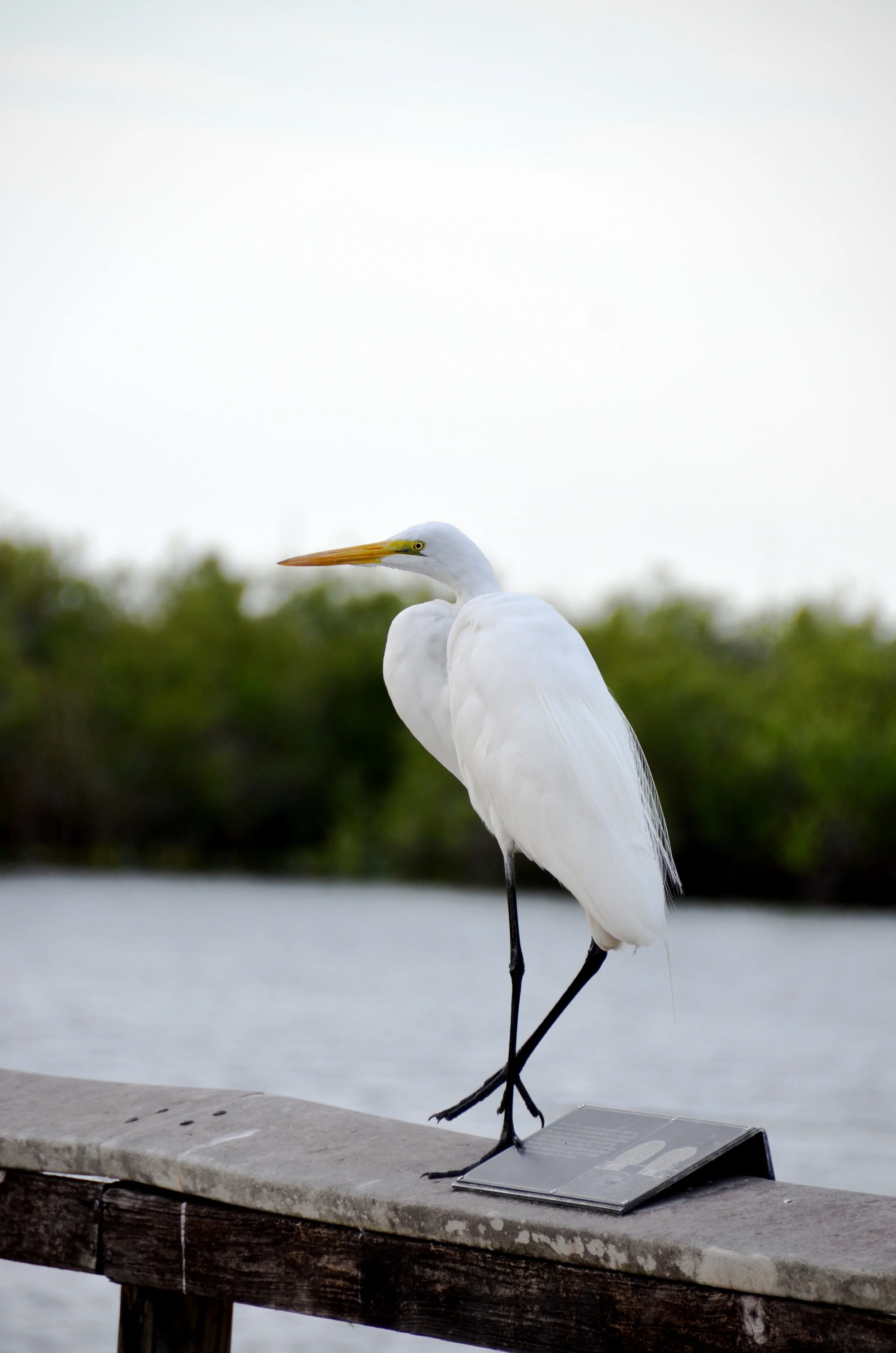 DSC_0474.JPG