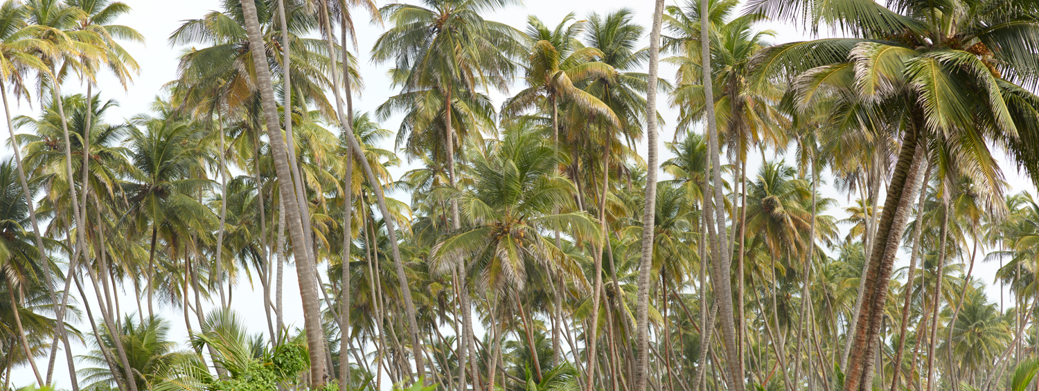 Trini Pan 1.jpg