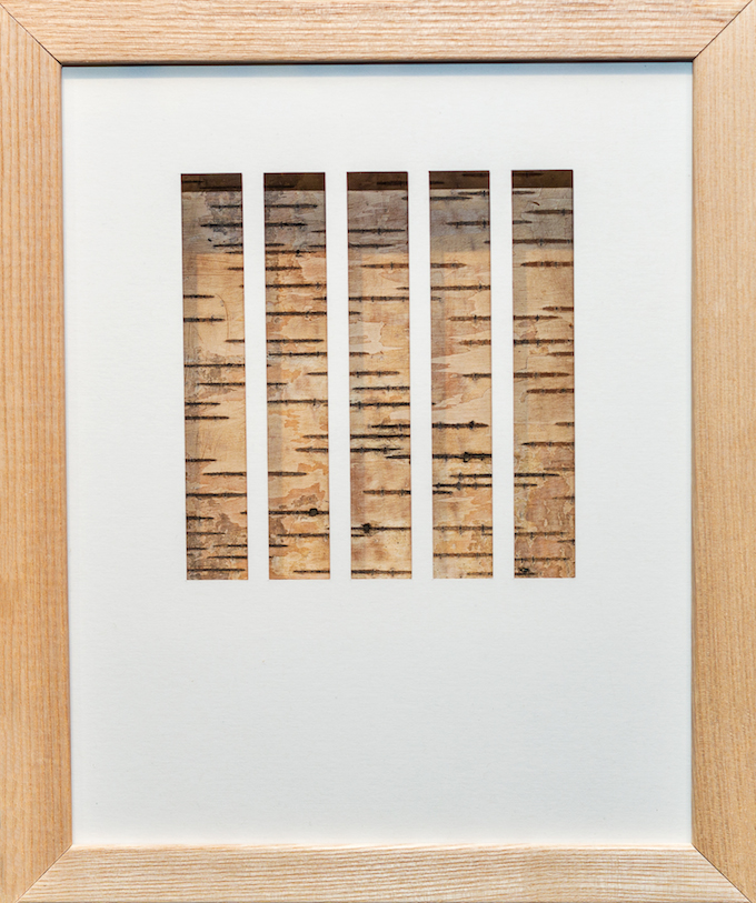   birch trees  paper, birchbark 8 x 10 inches 