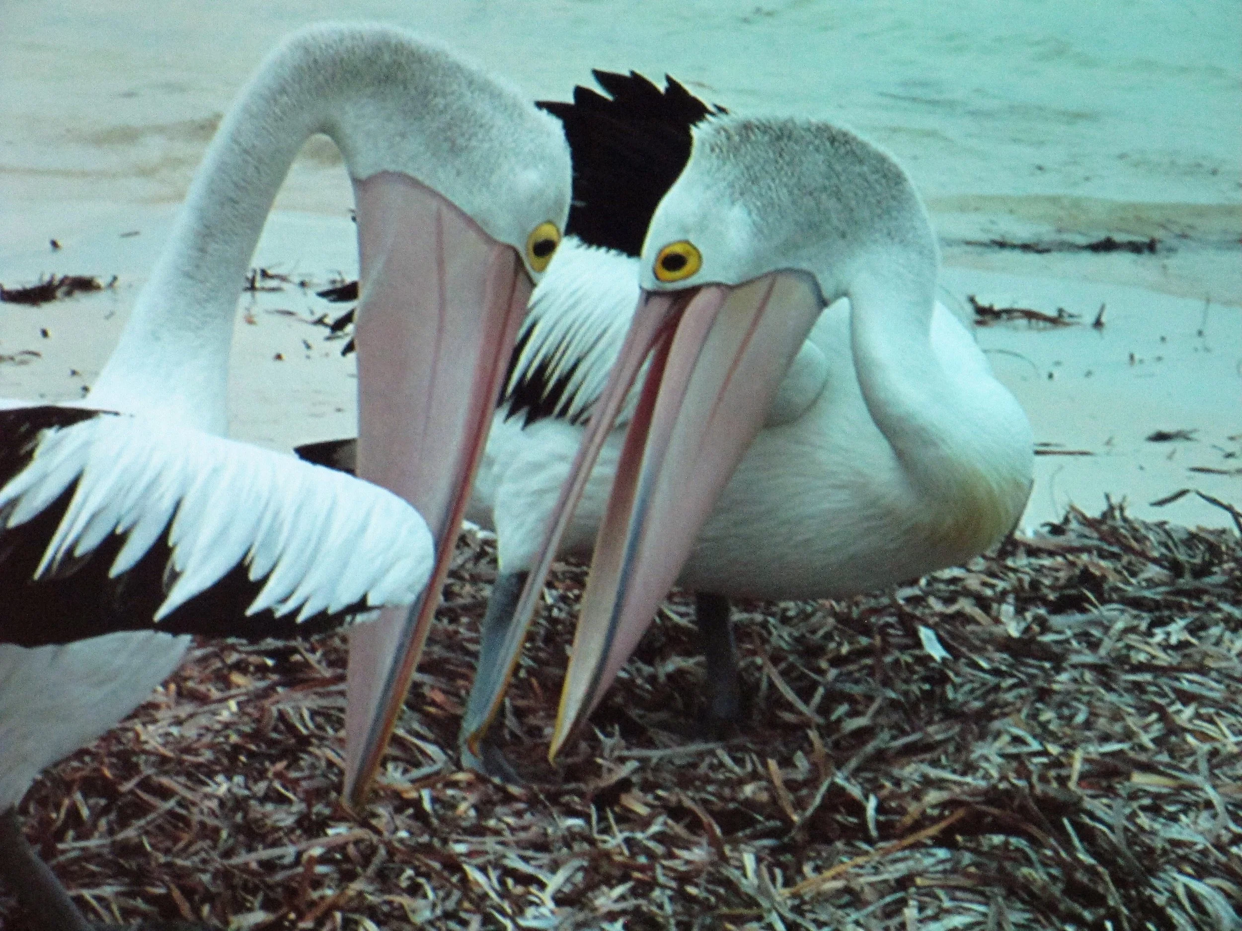 pelicans.jpg