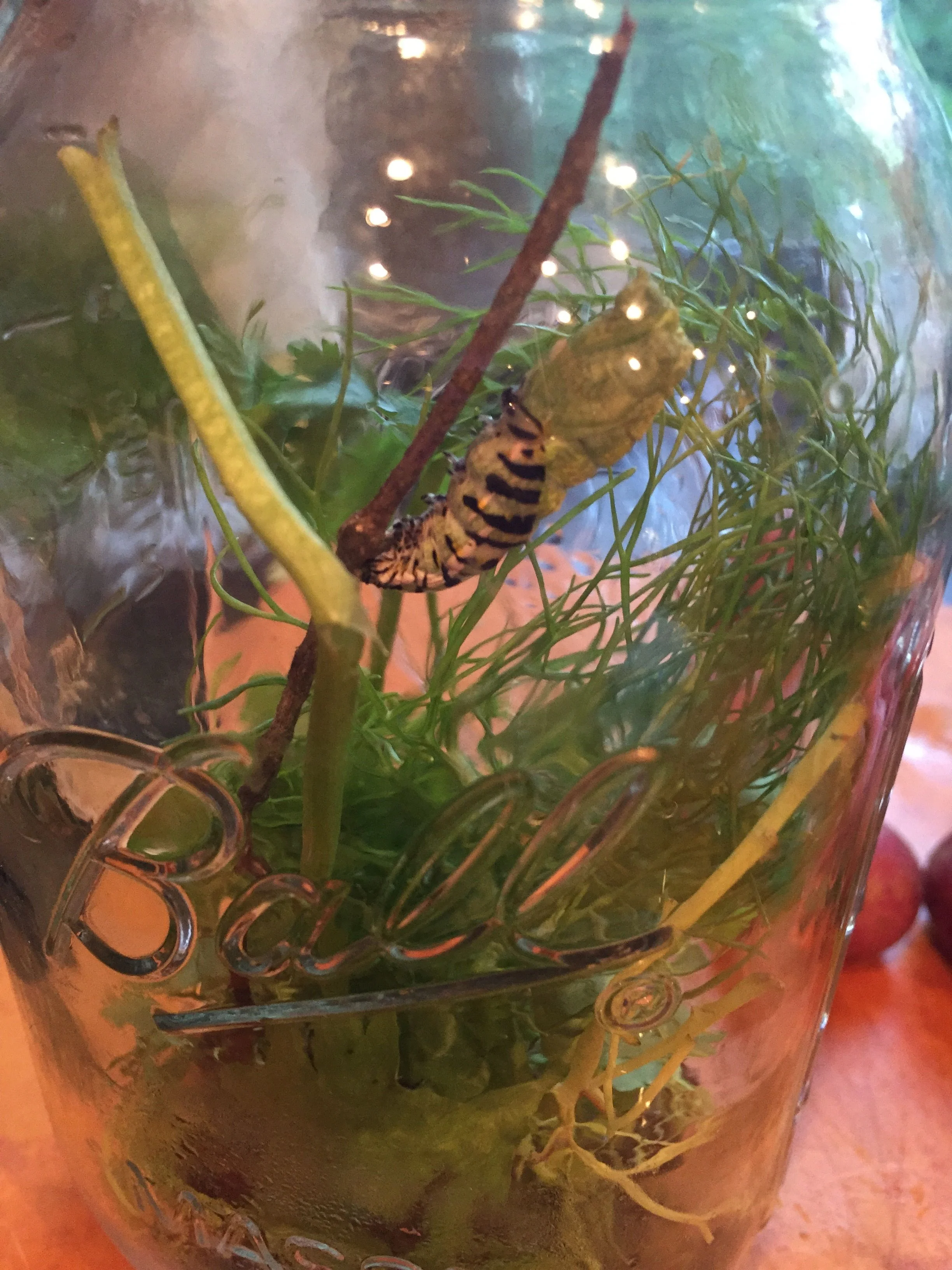 The Very Hungry Caterpillar: A Transformation in the Dharma Kitchen