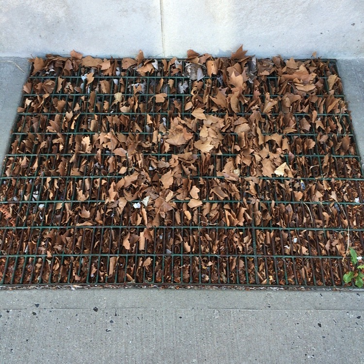 We encountered this grate just a few days ago, in Avon-by-the-Sea, on our way to the cafe From Seed to Sprout. They seemed newly fallen, but there was no tree nearby.
