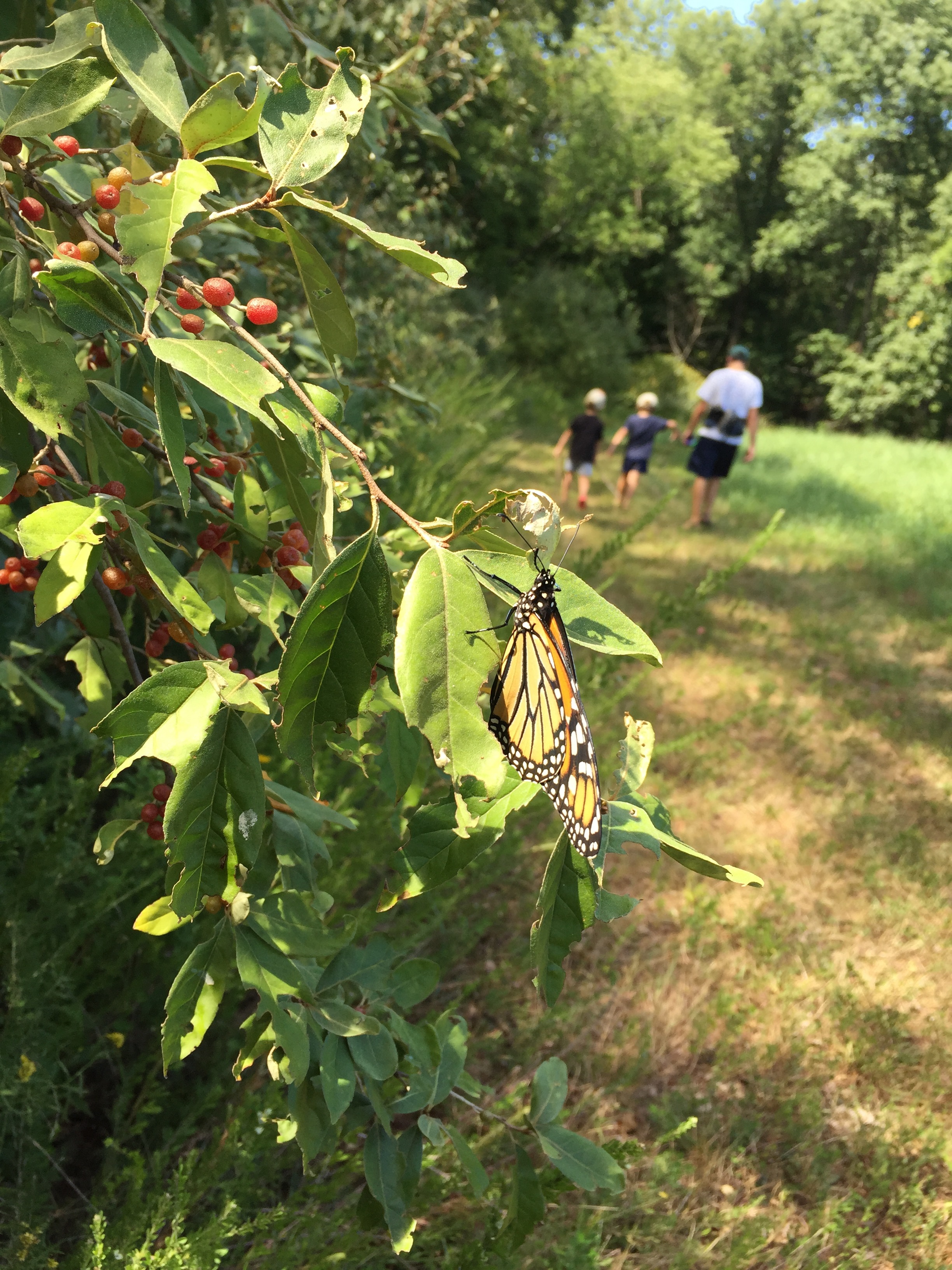 Remember that caterpillar we found on our fennel earlier this summer? Seems fitting that we'd encounter another butterfly on our walk this past weekend.