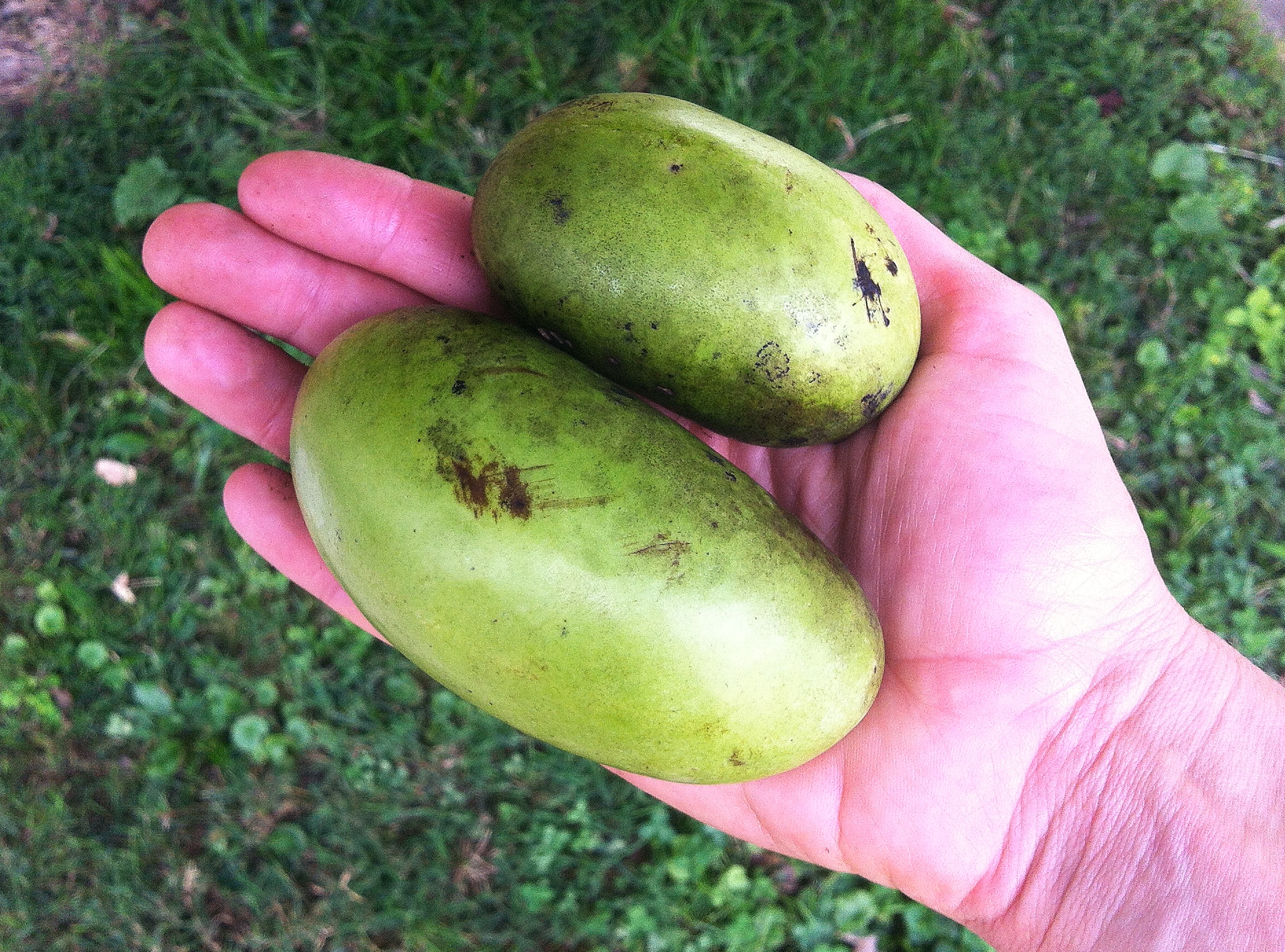 Pawpaws in the wild! 
