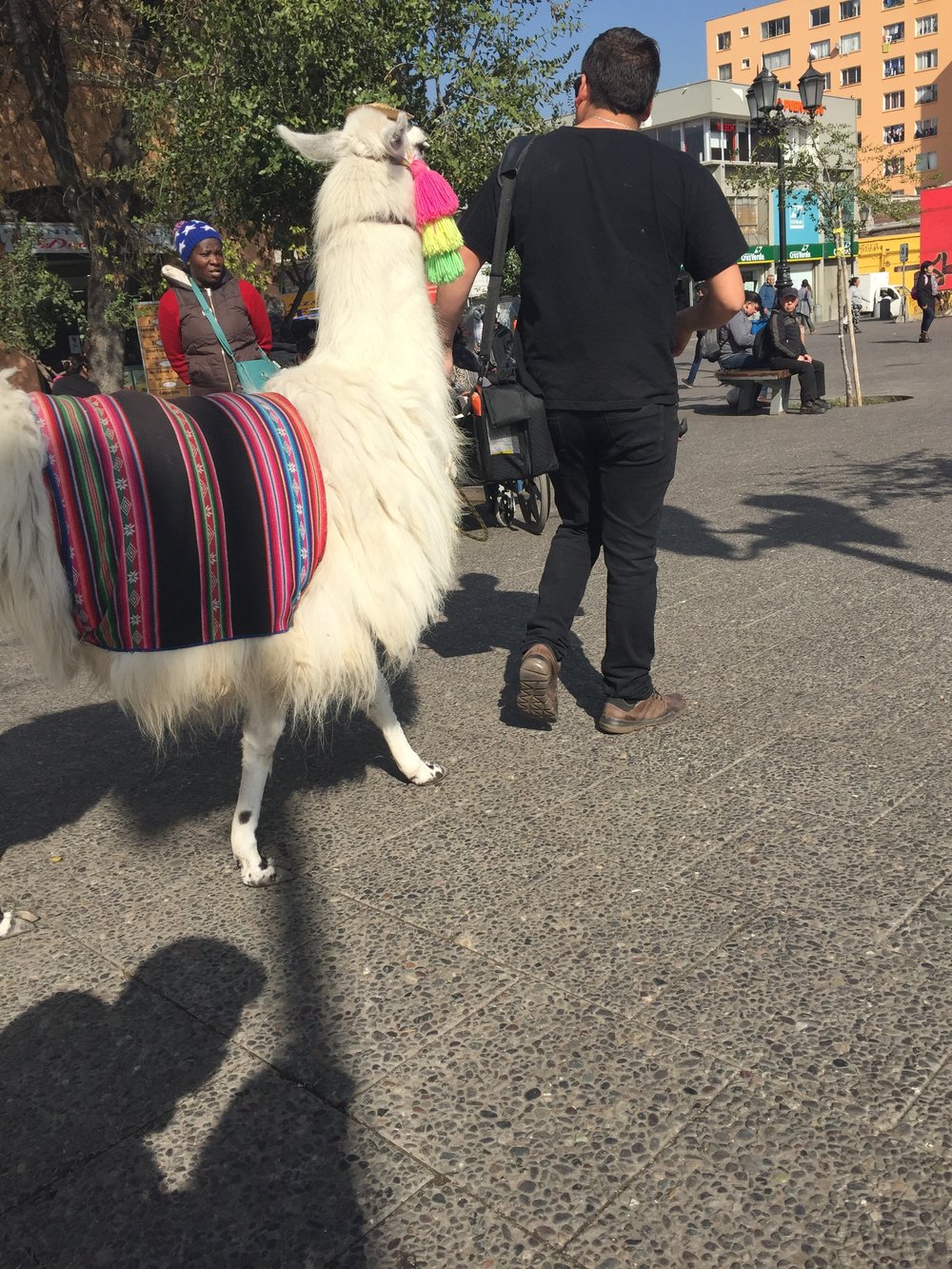 This alpaca wouldn't look at me.