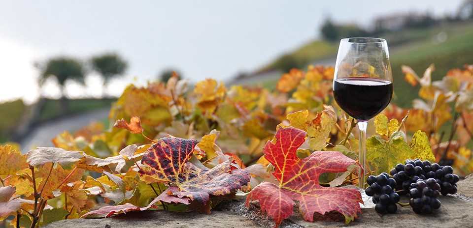 Thanksgiving WIne.jpeg