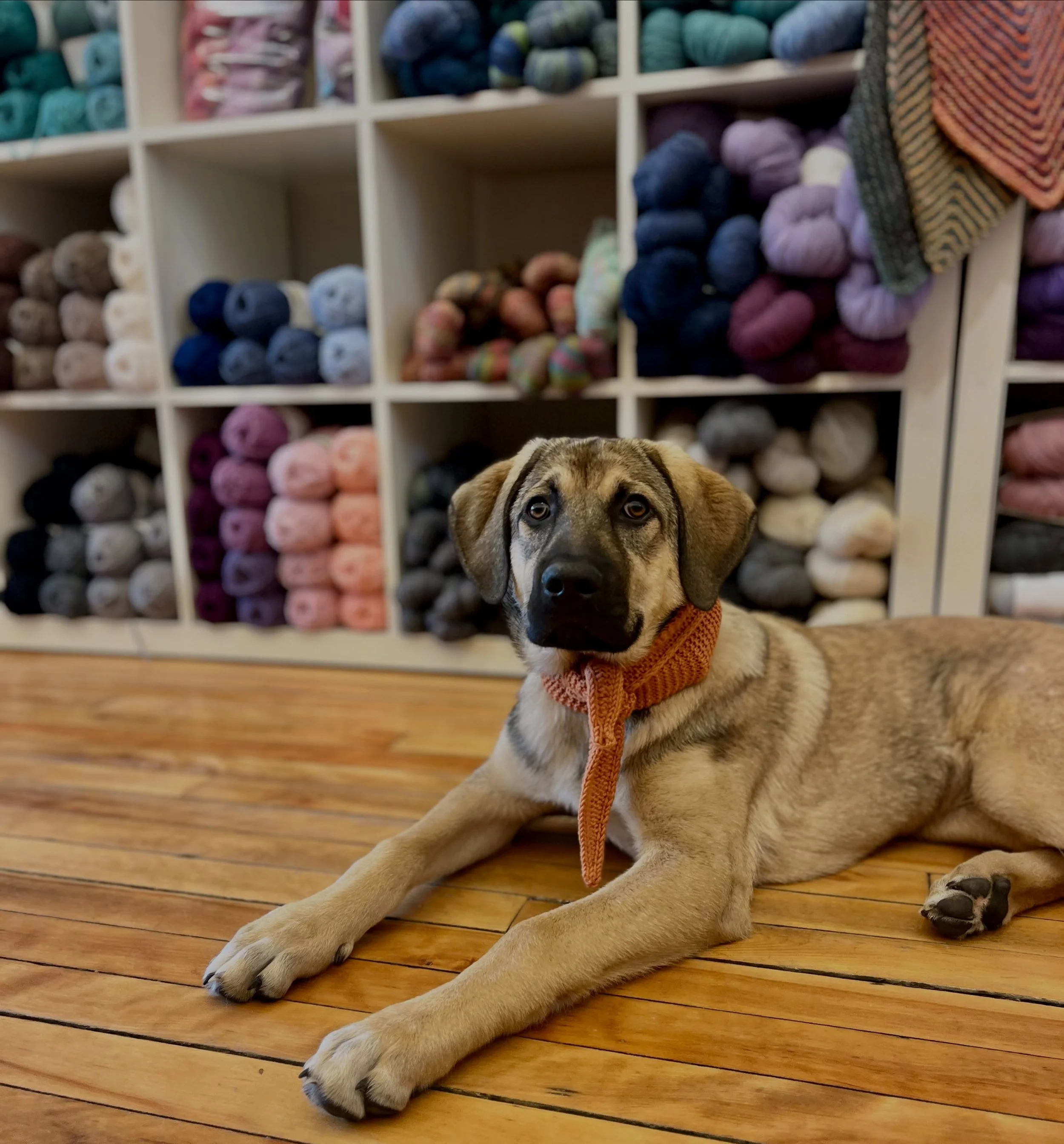 Introducing Omie! Our new, part time shop girl. Excellent customer care skills, and excited to meet her F&amp;V family! #shopdogs #shopdoggo