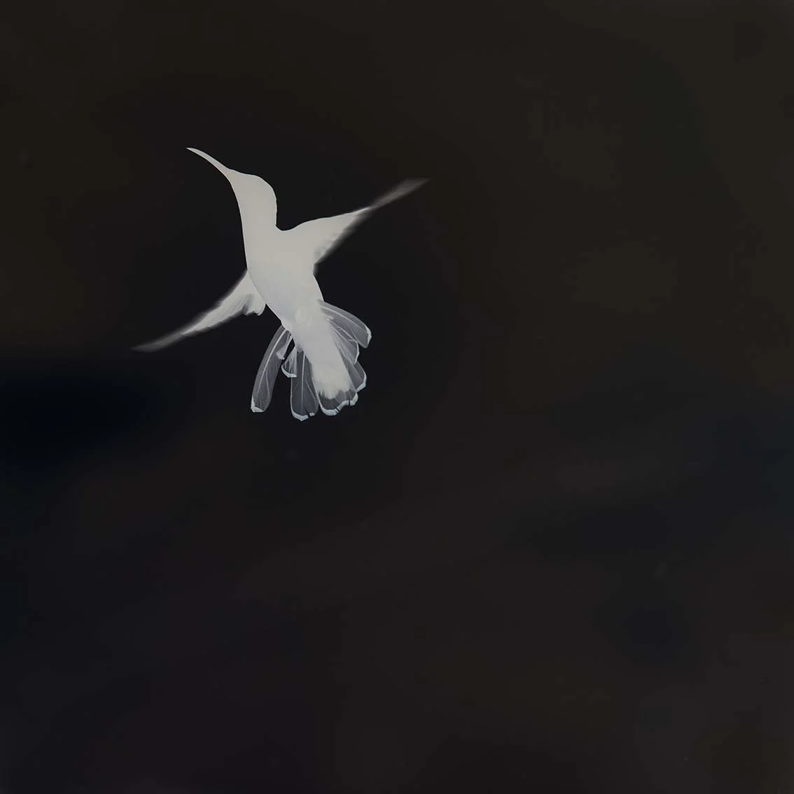 40x40cm-invert-final .jpg