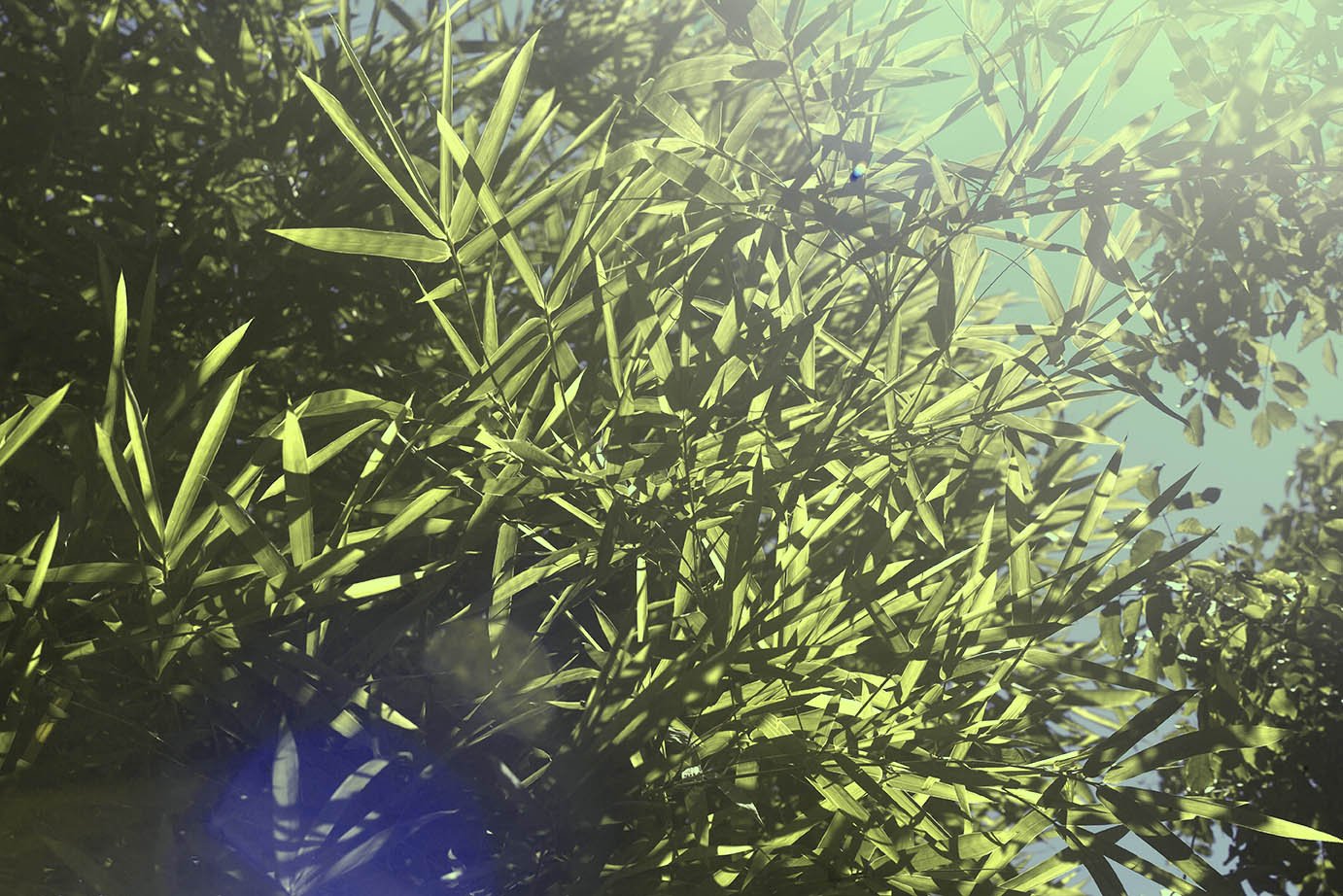 bamboo5 copy.jpg
