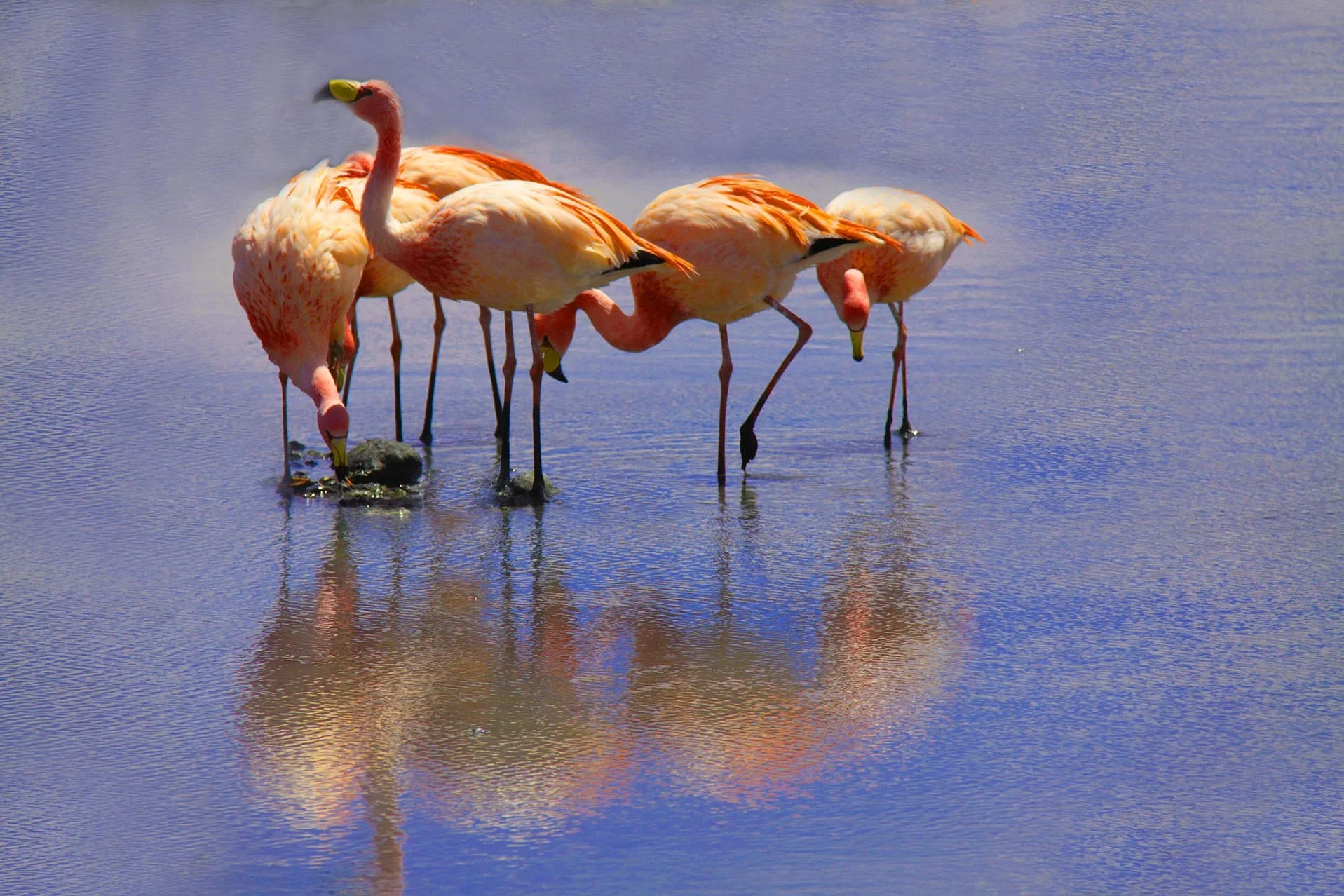 Group-flamingoes2 .jpg
