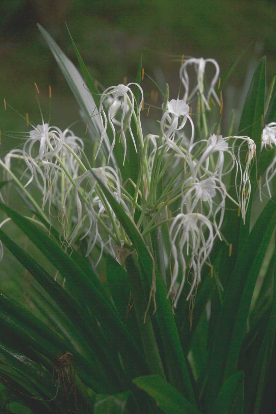 Zen art lily feng shui artwork