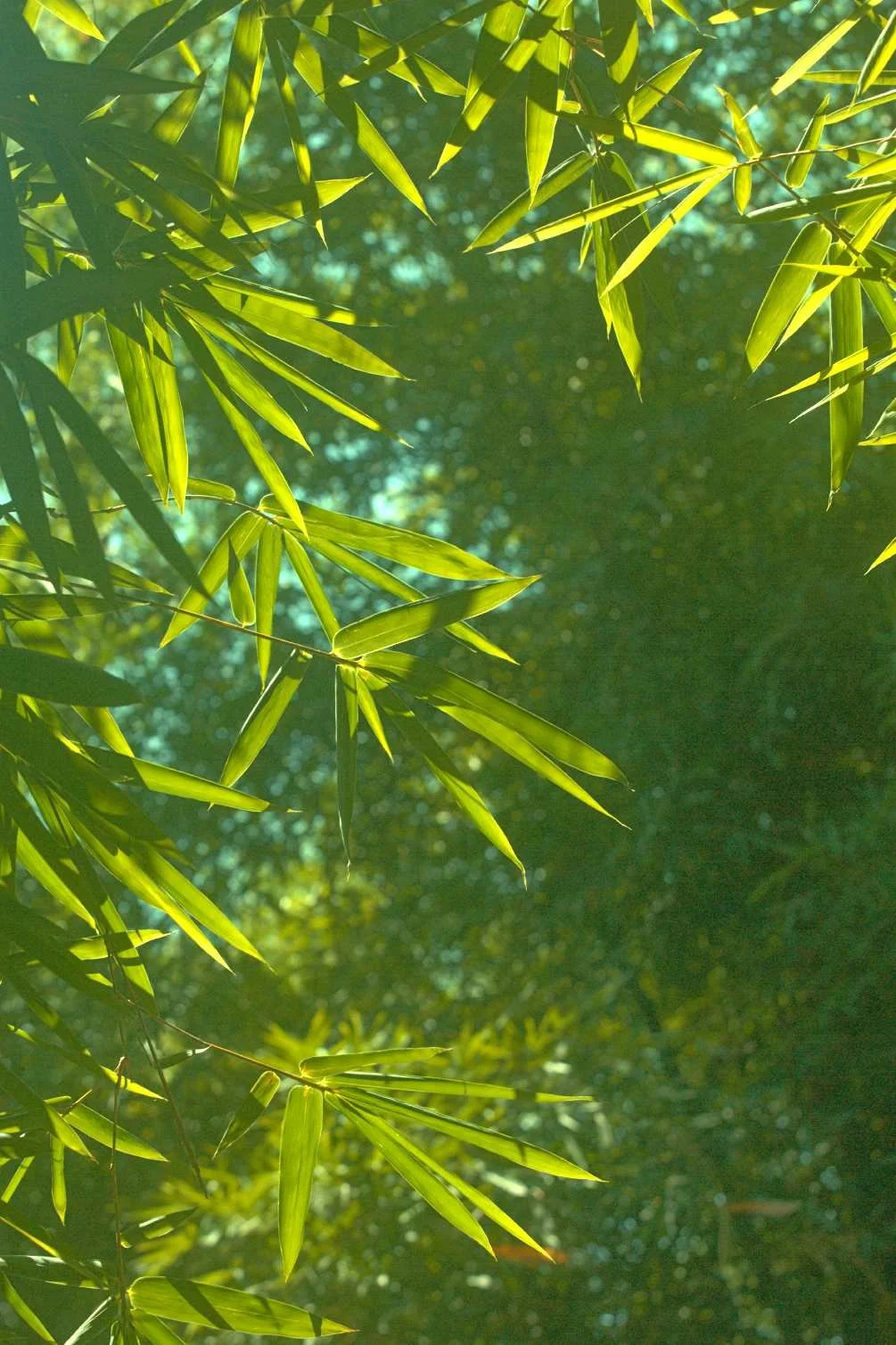 bamboo3.jpg