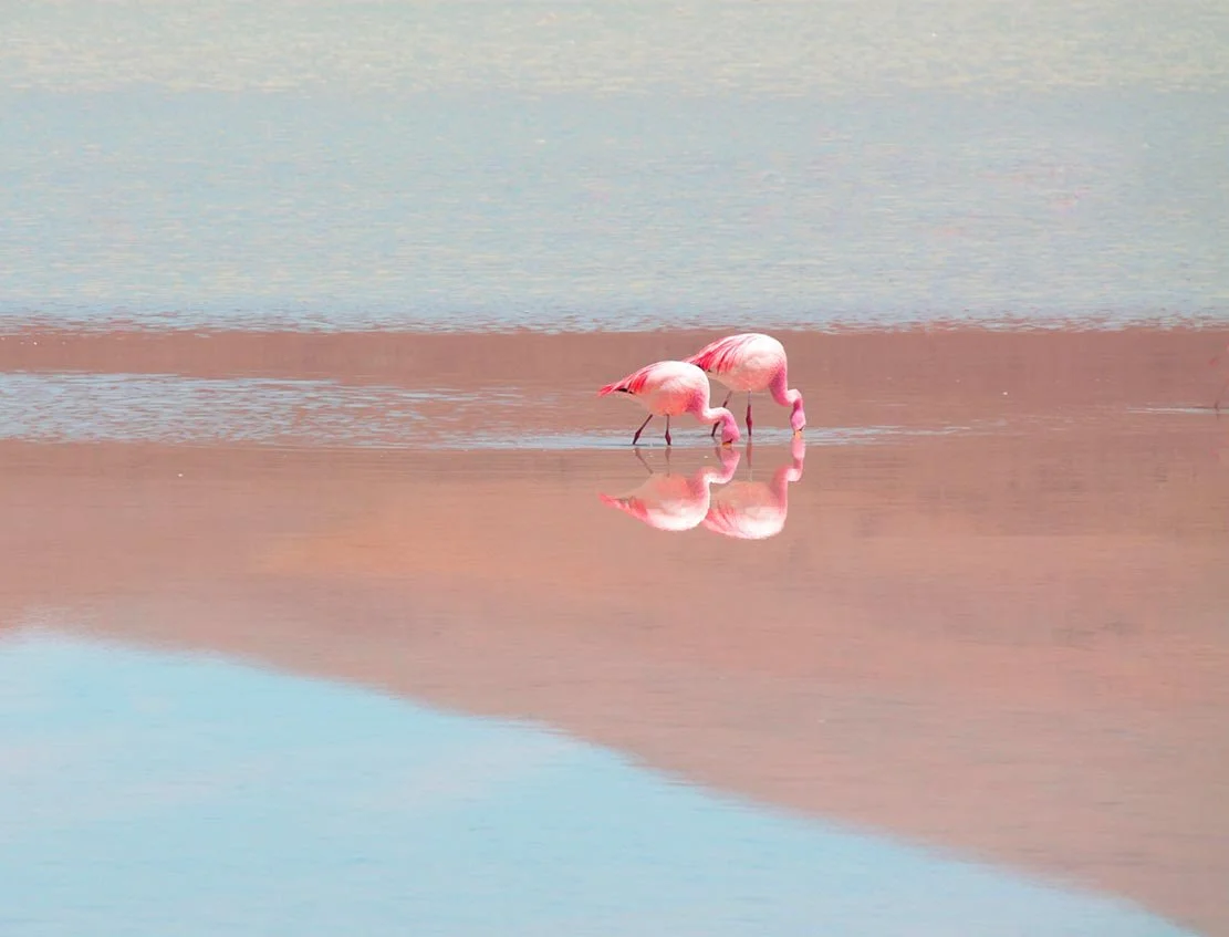 Flamingoes peace.jpg