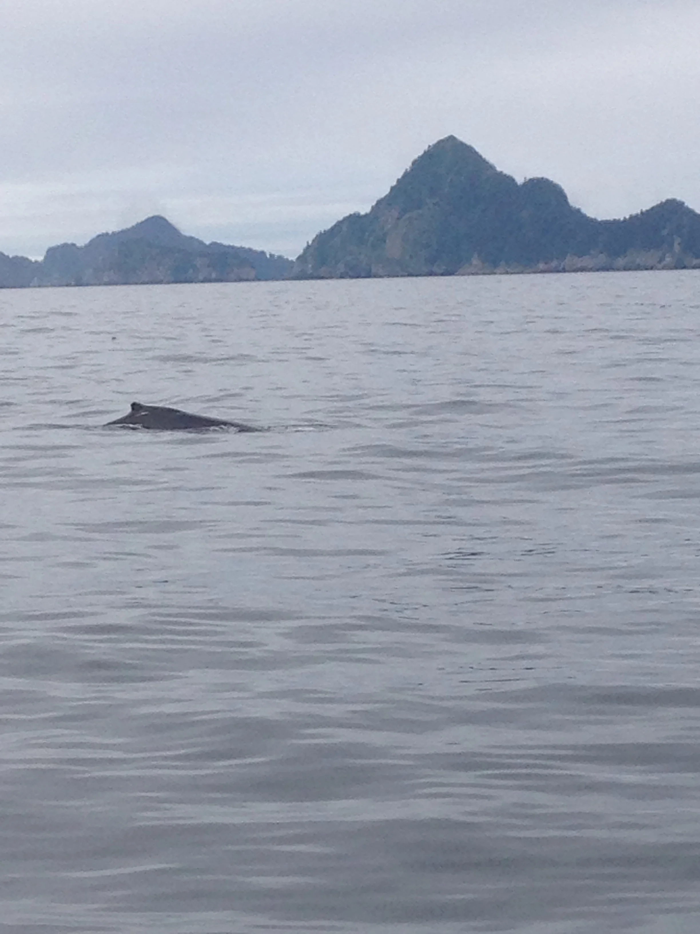 A Humpback whale seen from Lowell Point beach, just a short stroll from the cabins. 
