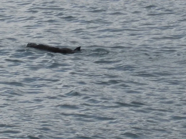 A Sea Otter relaxing along Lowell Point road. The only road to the cabins. 