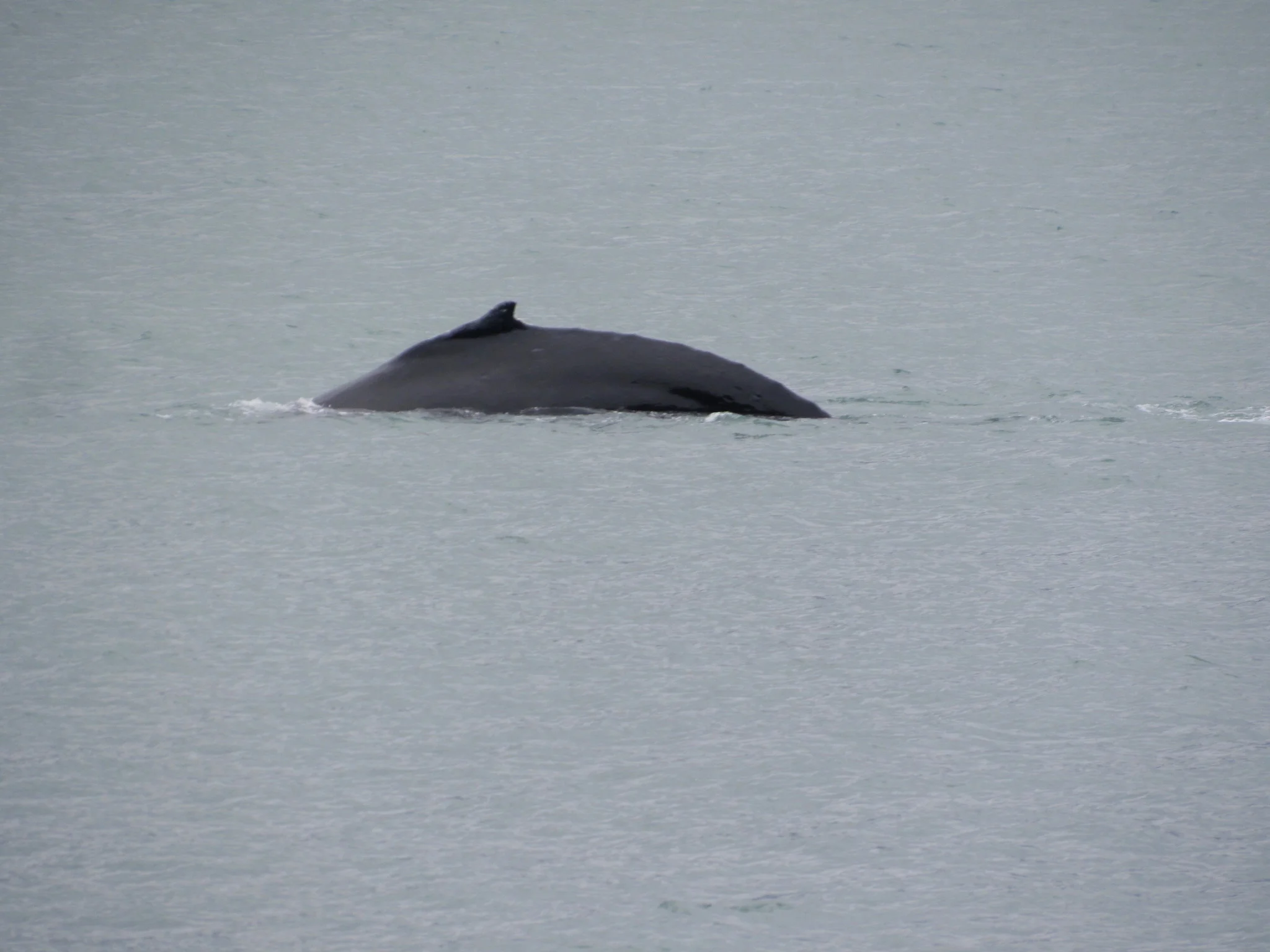 Humpback Whale