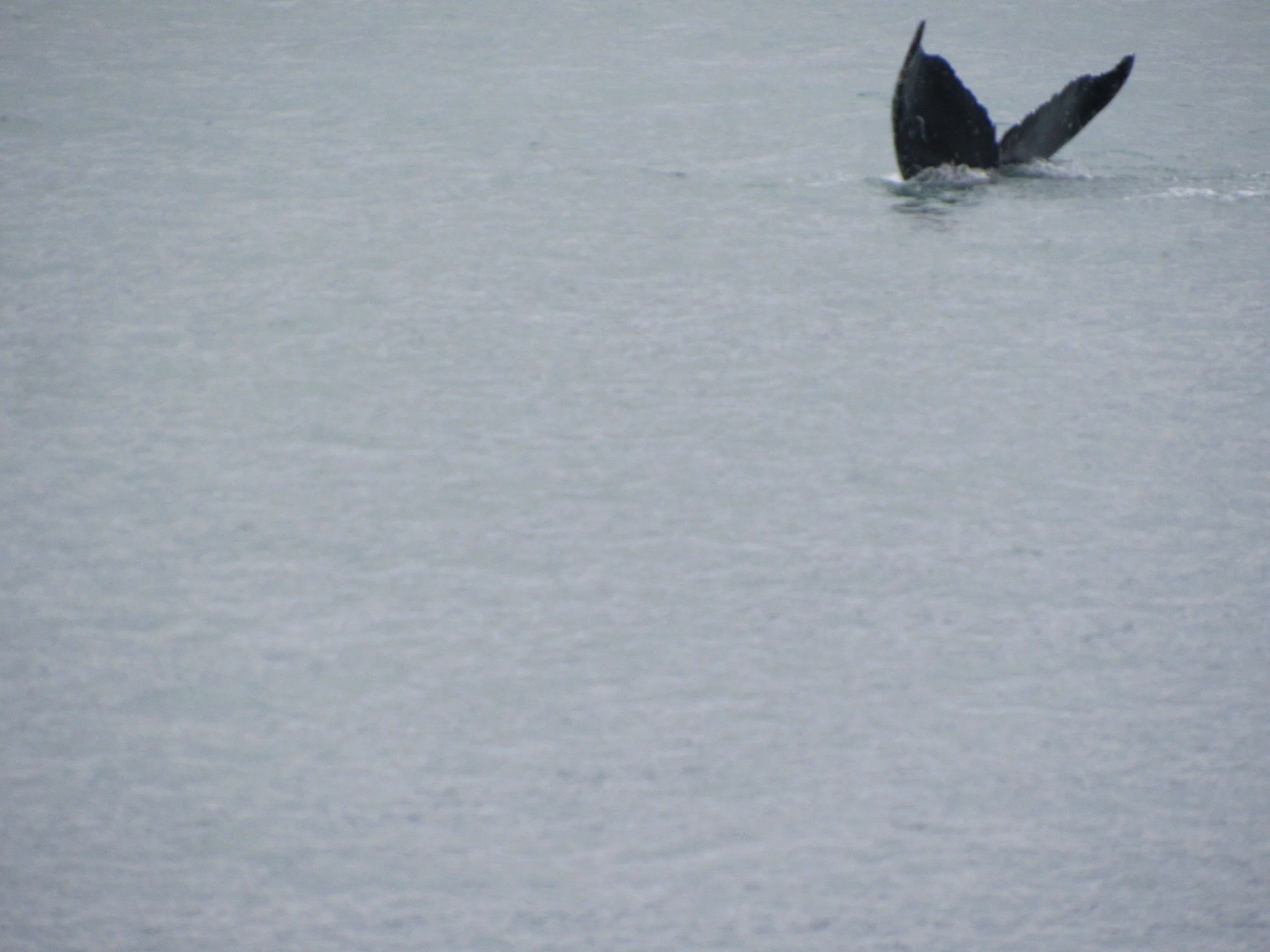 Humpback Whale fluke