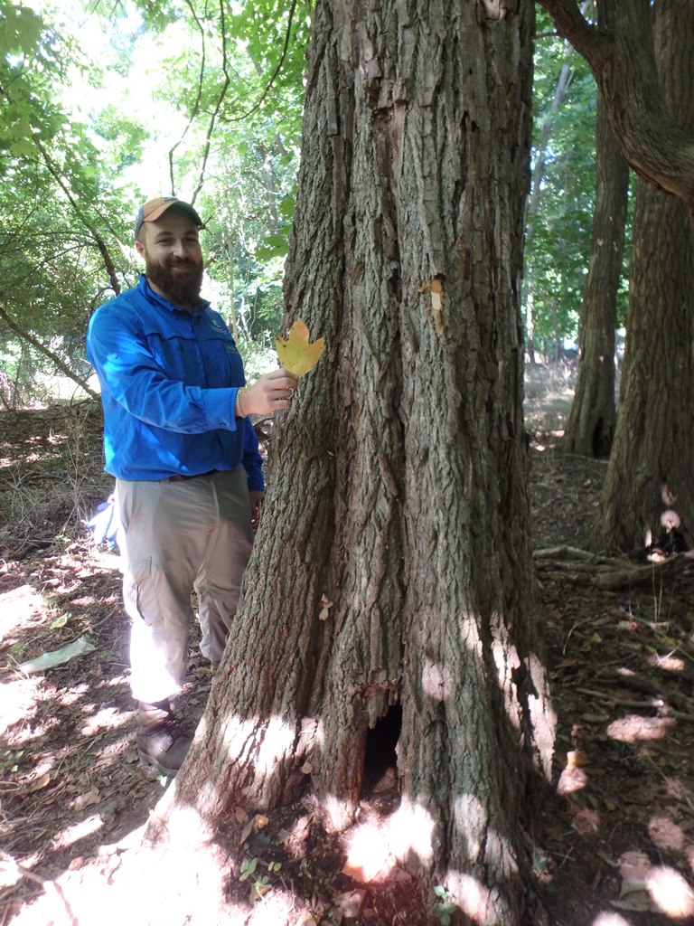 A mature Sassafras, possibly the largest one in Suffolk County. Luke Gervase of LIISMA is holding a Sassafras leaf.