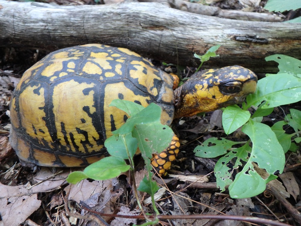 A thirty plus year old male box turtle