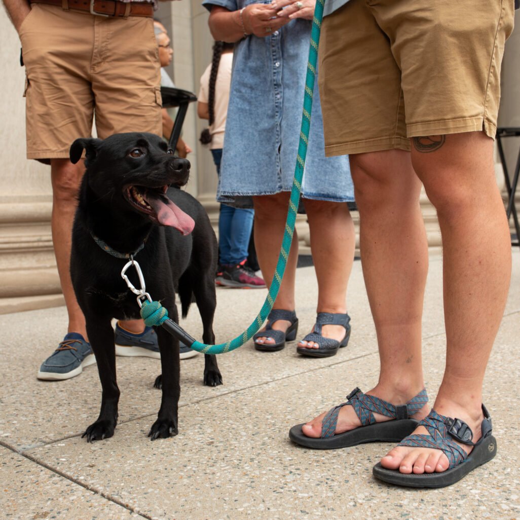Dog Days of Summer at St. Louis Art Museum