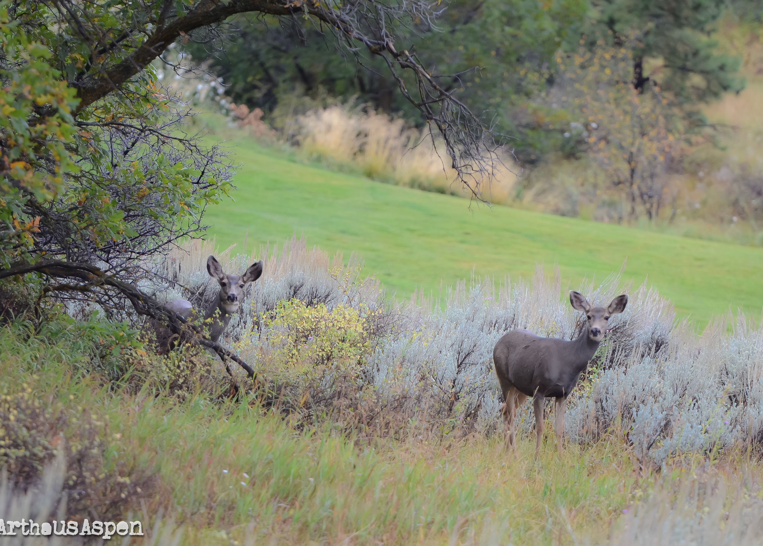 a pair of mule deer