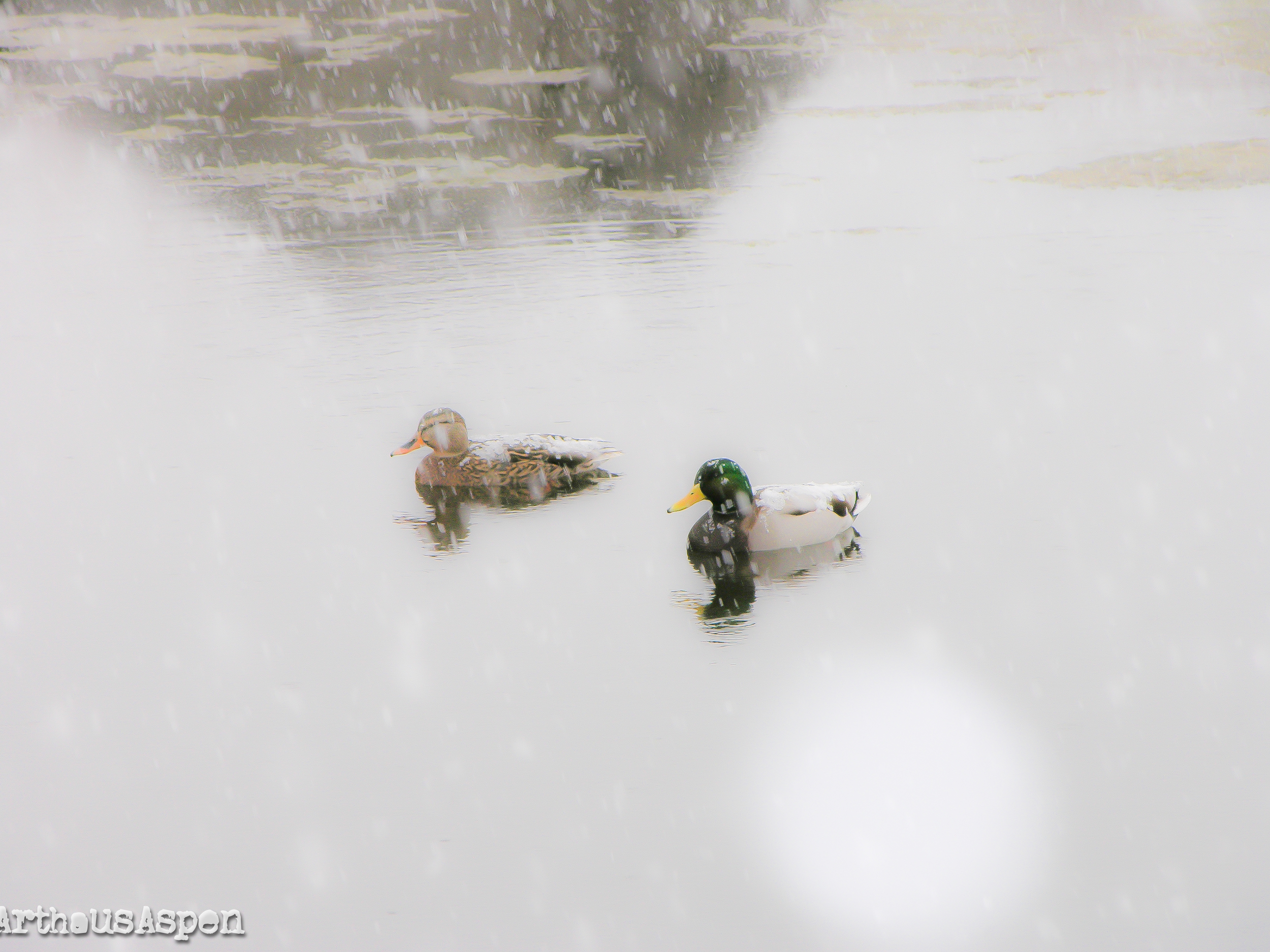 ducks in a snowstorm