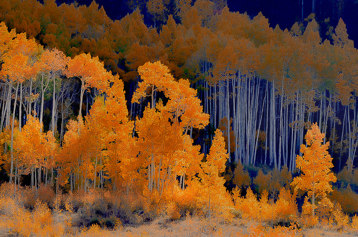 orange.aspens1.jpg