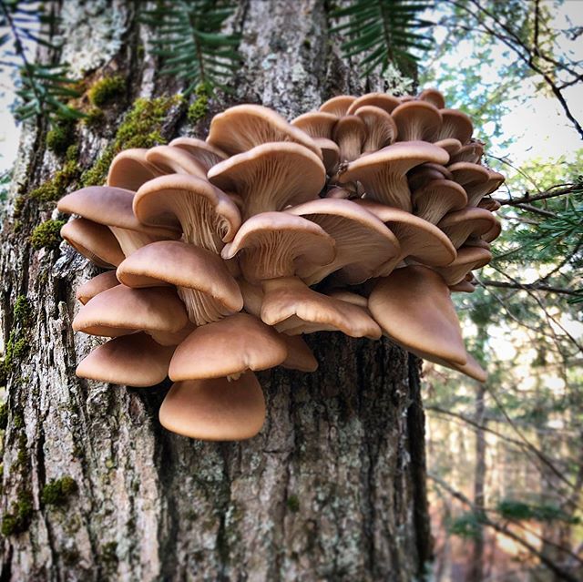 Yesterday I climbed Mt. Marcy with some excellent friends. Found some oysters! Found some chaga! Came home and made homemade ravioli from scratch. Who knew ricotta was so easy to make. A very good weekend. Hope everyone is doing enjoying this beautif