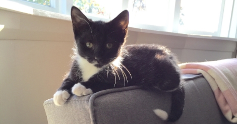 Gratuitous picture of my cat, Penny, when she was just a baby. Note that I put commas around her name because (sadly) I have only one cat.