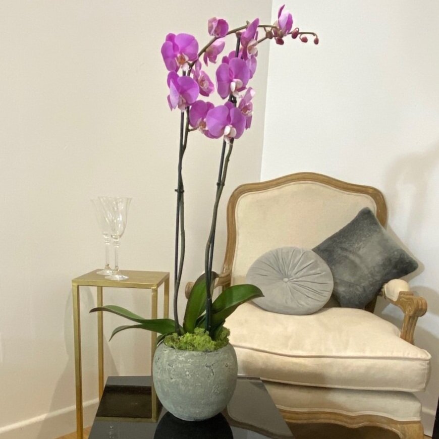 Pot orchidées Orchitop  Ô GARDEN Design Bordeaux