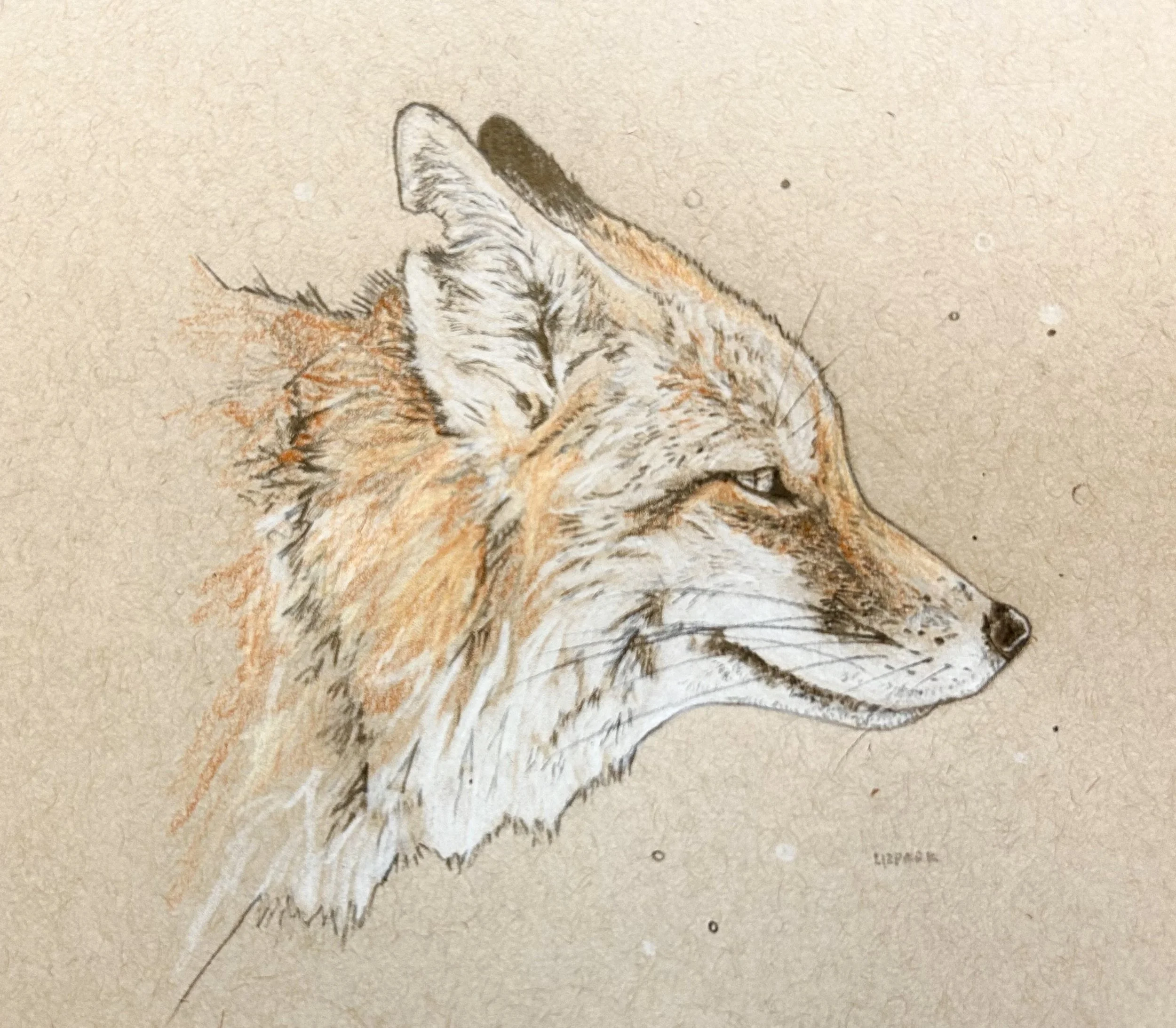 Fox Face
