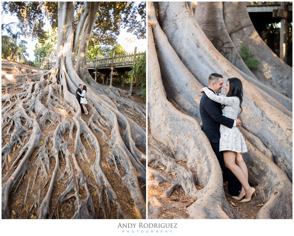 Balboa Park Tree