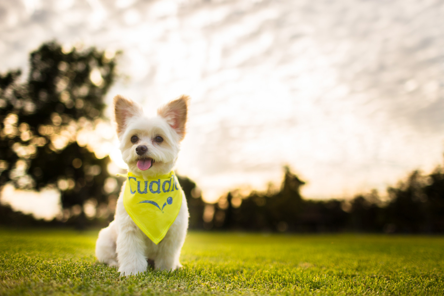 Harry, my fur baby/assistant/model