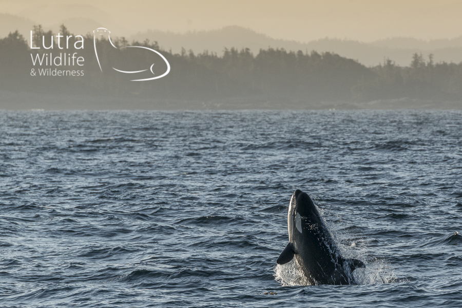 Norhtern Resident Killer Whale