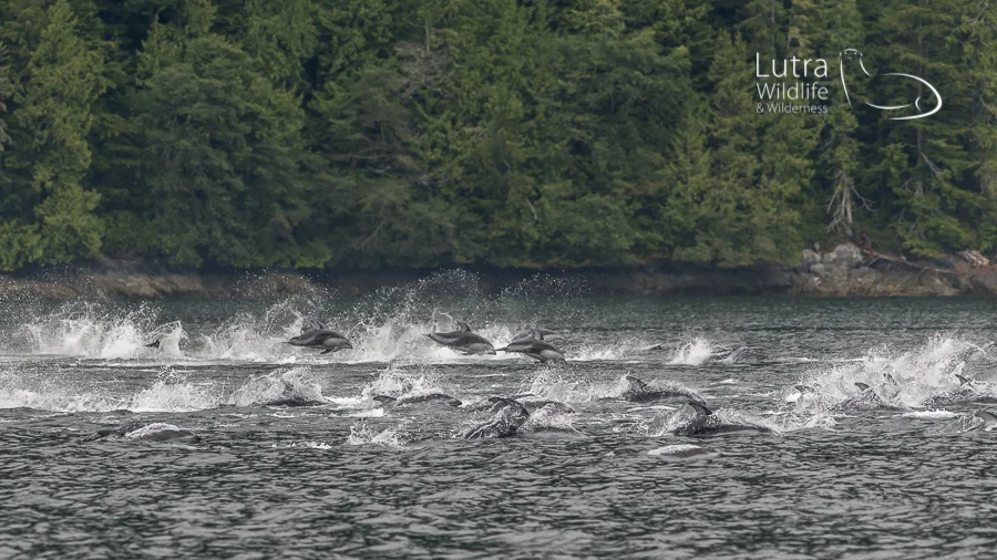Pacific White-sided Dolphins, Broughton Archipelago
