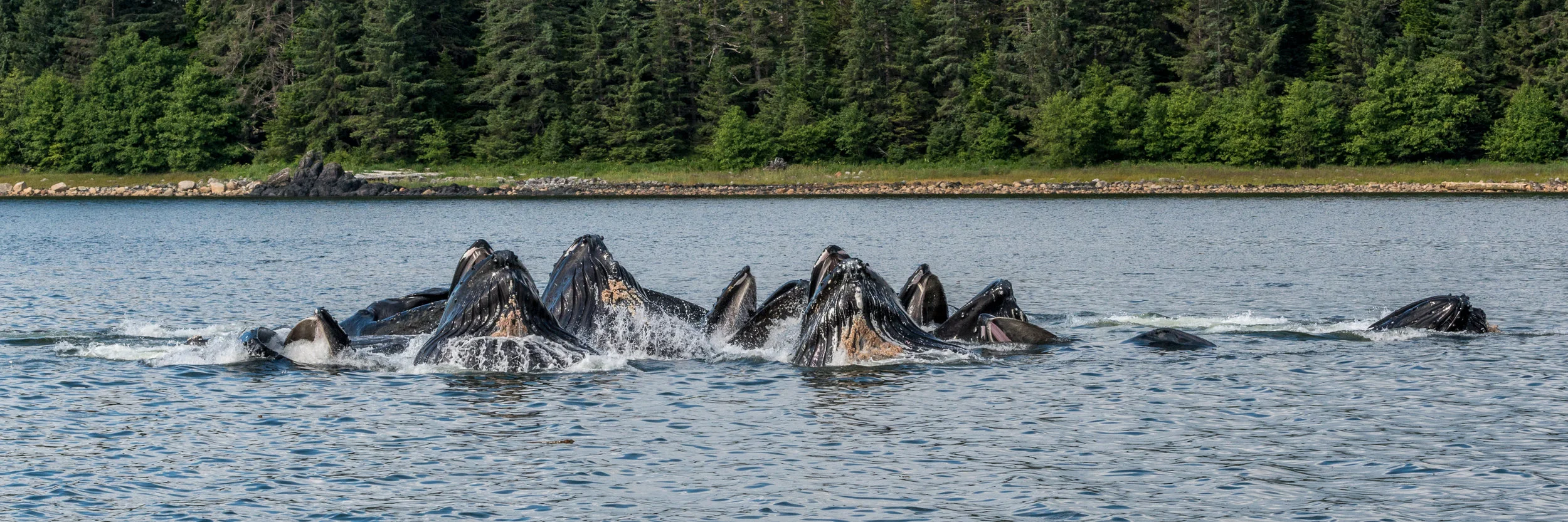 DSC_2530-2.jpg