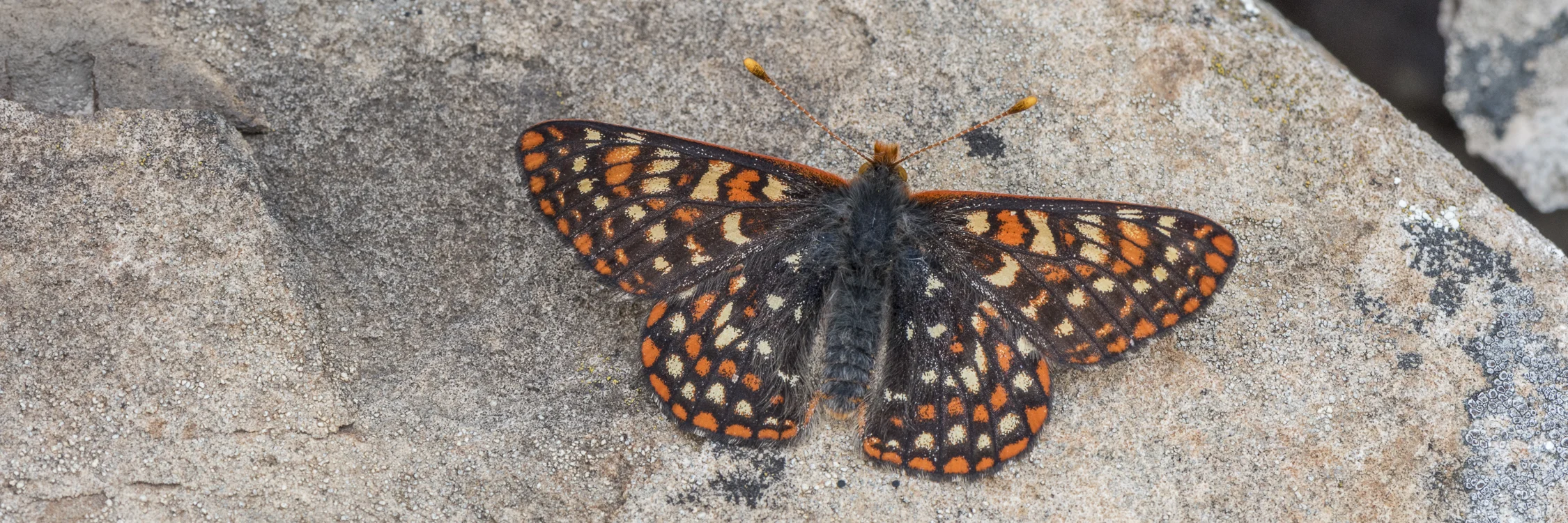 20160626-_DSC9397.jpg