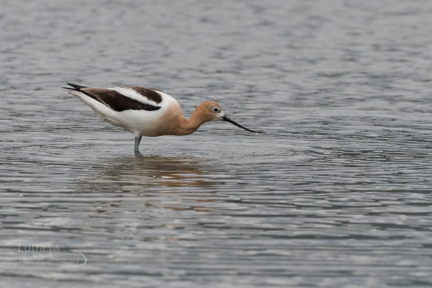 American Avocet