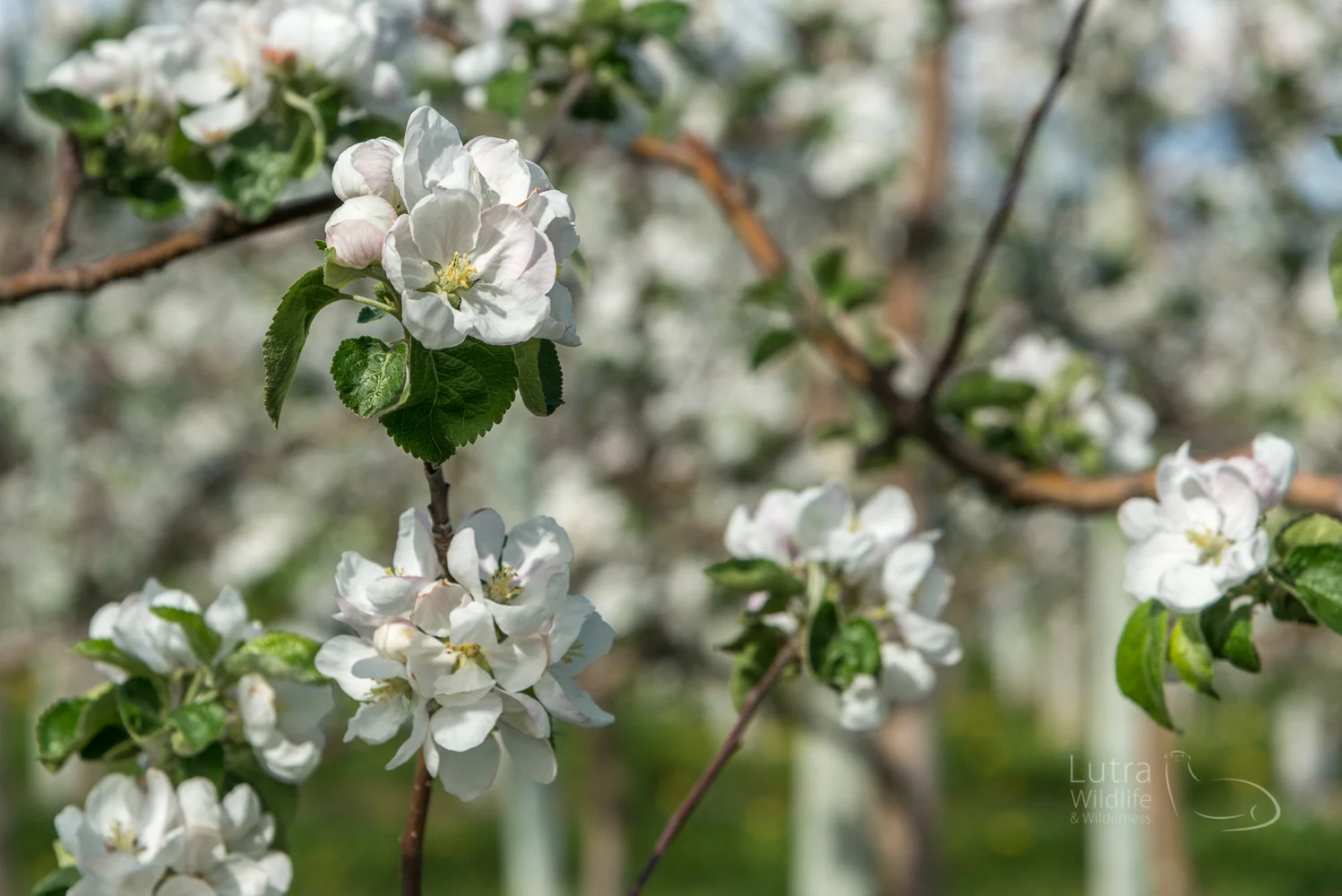 Apple Orchard in Bloom
