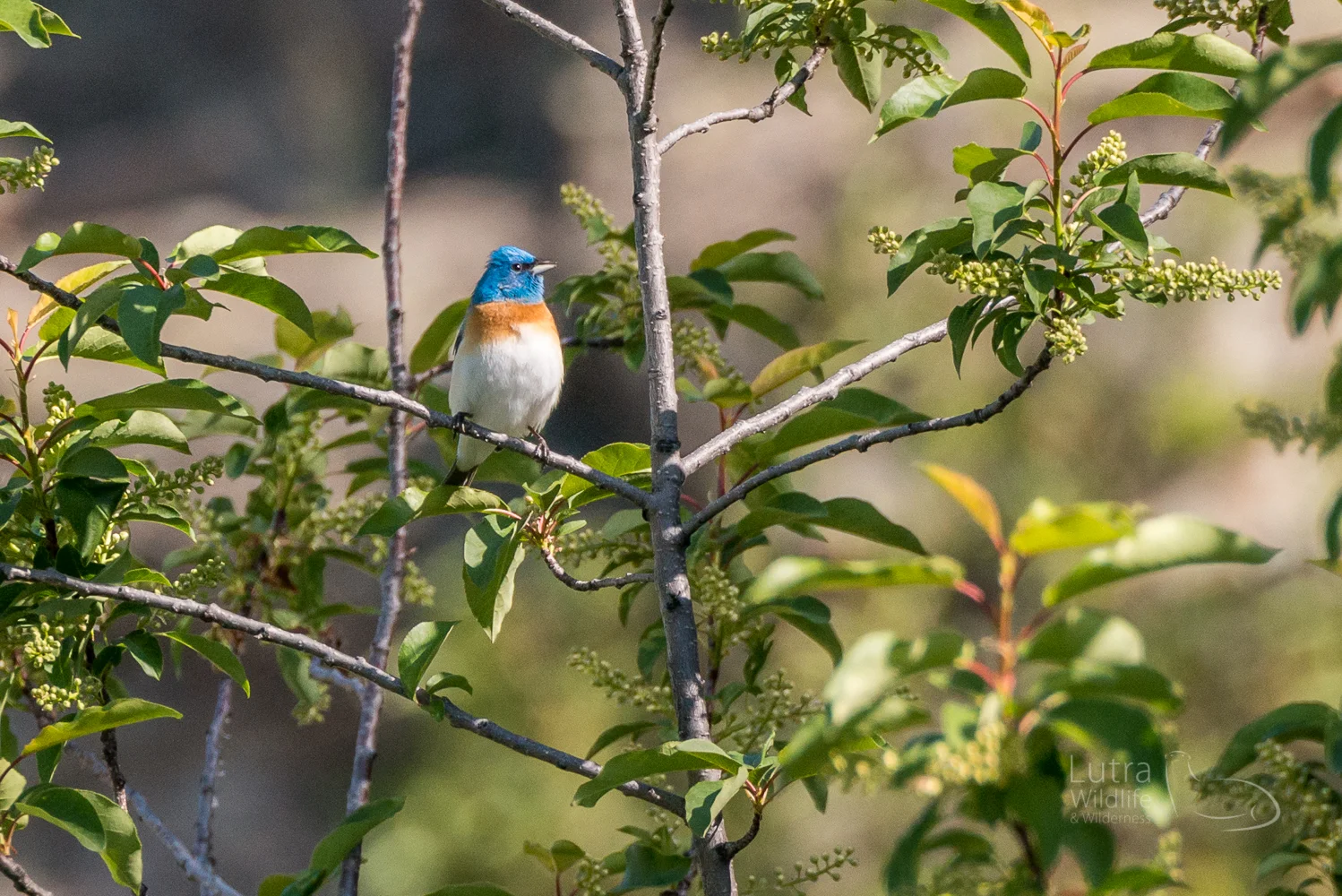 Lazuli Bunting
