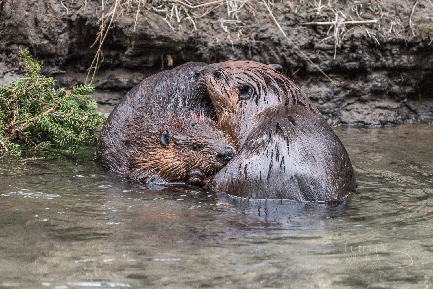 Northamerican Beaver