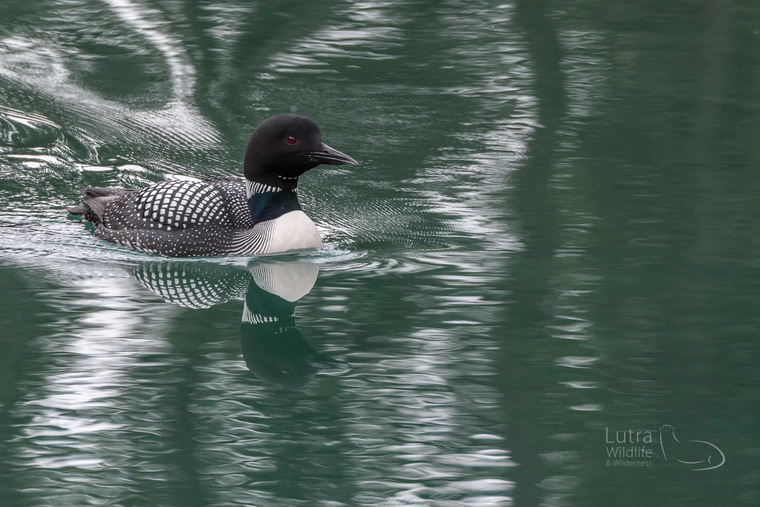Common Loon