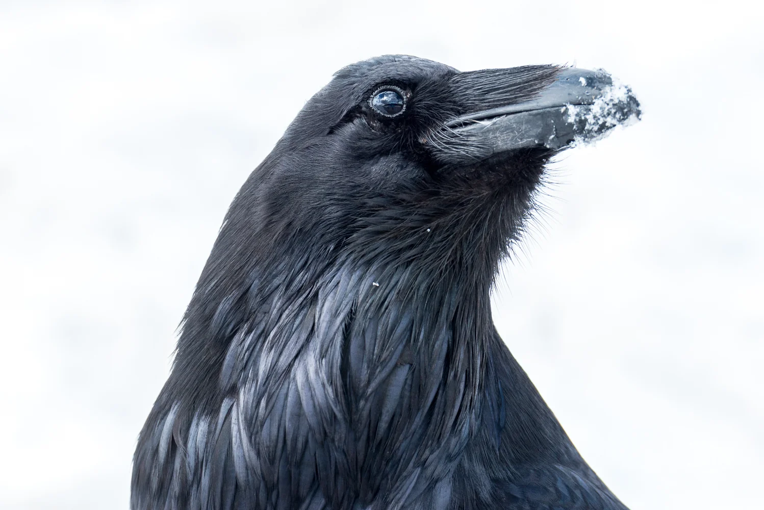 Raven